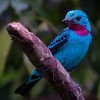 Photo de Cotinga