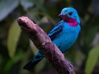 Photo de Cotinga