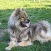 Photo de Eurasier