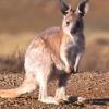 Photo de Wallaroo