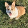 Photo de Welsh Corgi