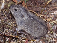 Photo de Lemming