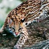 Photo de Ocelot