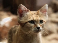 Photo de Temari