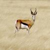 Photo de Springbok