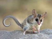 Photo de Thylamys