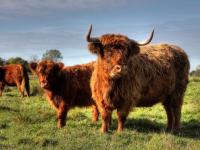 Photo de Galloway