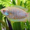 Photo de Gourami