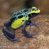 Photo de Auratus