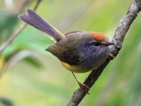 Photo de Tickellia