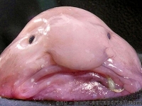 Photo de Blobfish