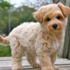 Photo de Maltipoo