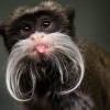 Photo de Tamarin Empereur