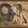 Photo de Argali