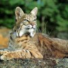 Photo de Bobcat