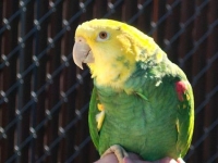 Photo de Oratrix