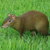 Photo de Agouti