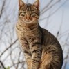 Photo de Tabby