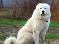 Photo de Maremmano (chien)