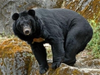 Photo de Sona