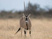 Photo de Oryx
