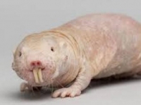 Photo de Nifflor