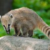 Photo de Coati