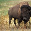 Photo de Bison