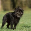 Photo de Affenpinscher