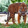 Photo de Java (tigre)