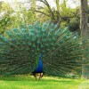 Photo de Pavo