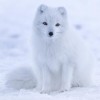 Photo de Tundra